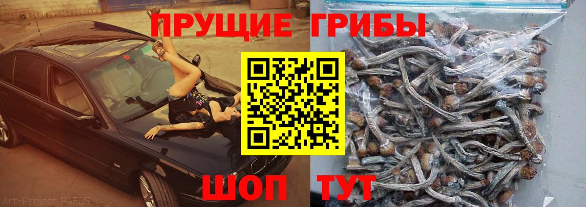 Псилоцибиновые грибы Psilocybine cubensis  Вход с VPN  Ижевск 